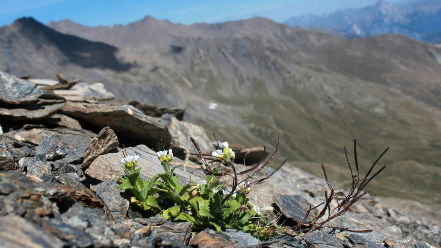 Adaptation of perennial Arabis alpina along a latitudinal gradient in Scandinavia